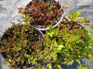 lot 256 image: Astillbe, qty 3...