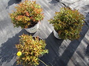 lot 241 image: Spirea - Double Play Painted Lady, ...