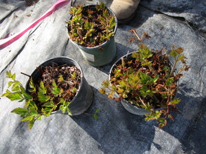 lot 242 image: Astillbe, qty 3...