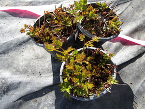 lot 243 image: Astillbe, qty 3...