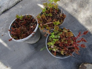 lot 244 image: Astillbe, qty 3...