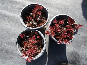 lot 246 image: Astillbe, qty 3...