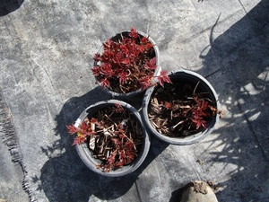 lot 248 image: Astillbe, qty 3