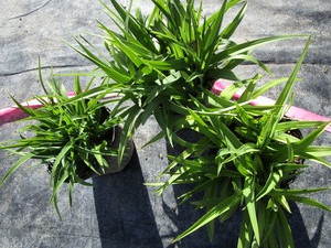 lot 249 image: Stella Doro lily, qty 3...