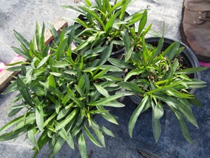 lot 250 image: Woods Aster, qty 3...