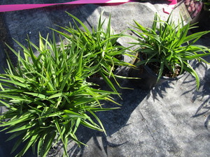 lot 252 image: Stella Doro Lilly, qty 3...