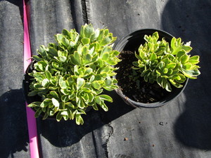lot 253 image: Sedum, variegated, qty 2...