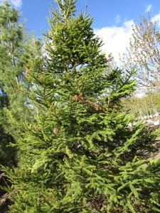 lot 101 image: Spruce, marked Norway...