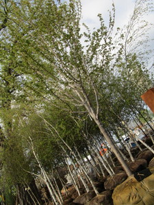 lot 9 image: Autumn Blaze Maple, approx 19ft wit...