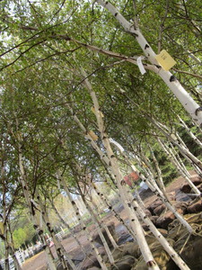 lot 218 image: Whitespire Birch, with 2 caliper...