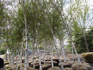 lot 117 image: INFO ONLY