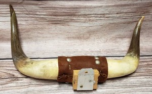 Set of Mounted Horns