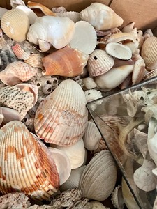lot 247 image: Seashells