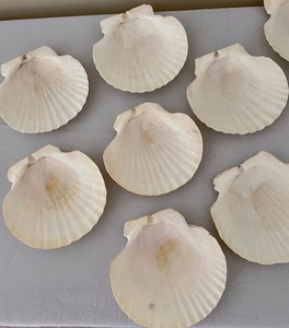 lot 38 image: Seashell Decor