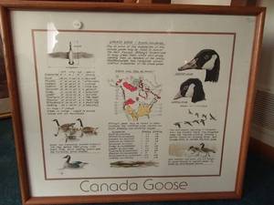 Framed Canada Goose Artwork