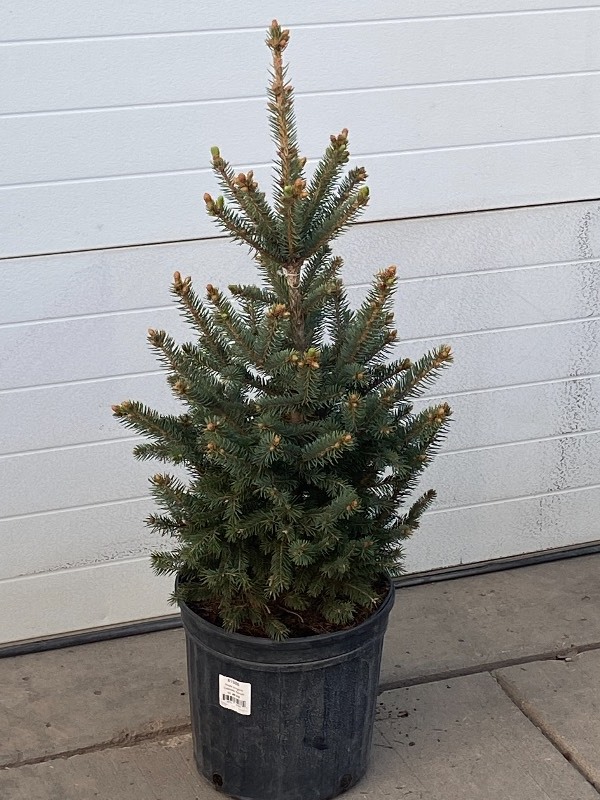 Potted Black Hills & Colorado Spruce Trees KBID