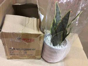 12 in. Snake Plant in 4.75 in. Arrow Cement Planter by Flora Bunda Customer Returns See Pictures
