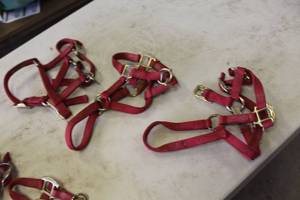 lot 595 image: Lot of (3) Nylon Foal Halter Red