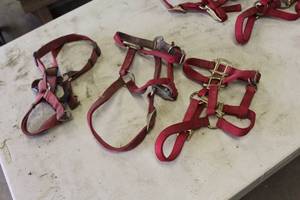 lot 594 image: Lot of (3) Nylon Foal Halter Red