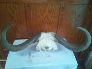 Water Buffalo Horns &amp skull 1960s, excellent 33in.  spread, RARE