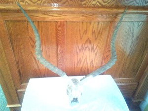 Impala Horns Antlers and skull 1960s, excellent, 25in.  between here tips, horns are27 in. long, RARE