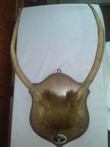 Pronghorn Deer Antlers - likely, mounted by Nowotny�s of San Antonio, TX.