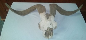 Mountain Goat Ram Horns and skull. Fair to average condition, Rare Find,&nbsp