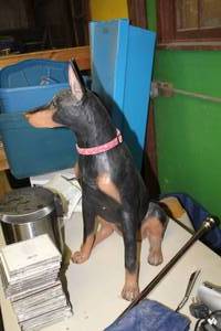 lot 1854 image: Doberman Pincher Statue 29H