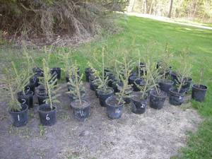 1.5 - 2 foot Norway Spruce
