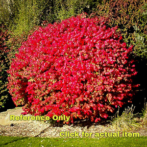 5 gallon Burning Bush (1.5 feet)