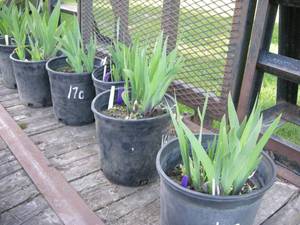 2 gallon Yellow Bearded Iris