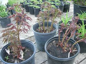 2 gallon Light Pink Peony