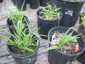 2 gallon Orange Daylily