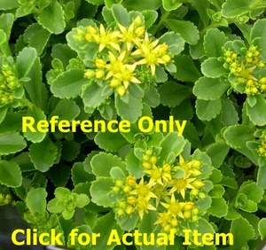 1 quart Sedum, Lot of Two Varieties