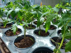 4 inch Tomato, Lot of 3