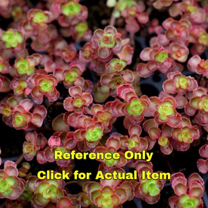 1 quart Sedum, Lot of Two Varieties