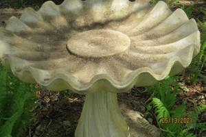 Bird Bath