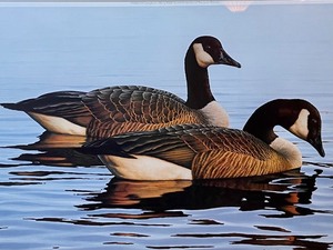 lot 210 image: Graceful Repose Canadian Geese Numbered Print by Scholer