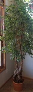 Tall Faux Ficus Tree Greenery (a)