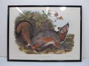 lot 13 image: Large Vintage Grey Fox J.J. Audubon Framed Print