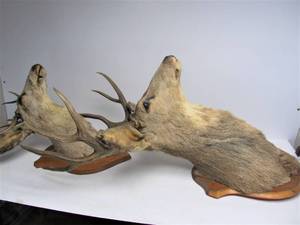 lot 207 image: 2 Taxidermy Whitetail Buck Deer Mounts