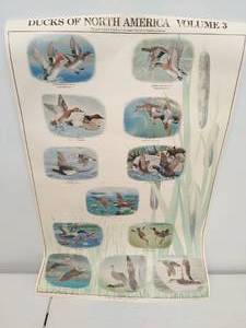 lot 43 image: Ducks Of North America Posters