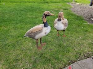 lot 31 image: Lot of (2) Vintage Goose Decoys