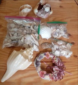 lot 60 image: Large Lot of Seashells and Home D...