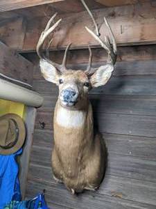 lot 54 image: Whitetail Deer Head Shoulder Mount