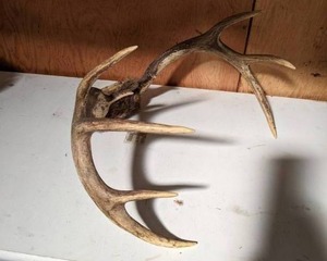lot 80 image: Deer Antlers