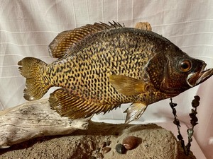 lot 266 image: Fun Fish Decor- Taxidermy Fish