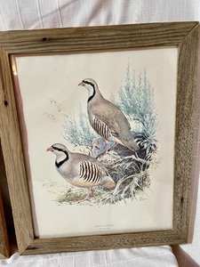 lot 263 image: Wooden Framed Bird Prints