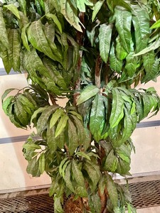 lot 278 image: Decorative Faux Tree