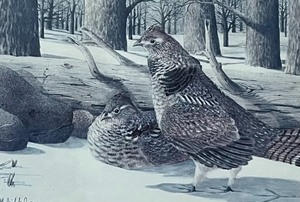 lot 296 image: Ruffled Grouse Print by Paul Bridgeford